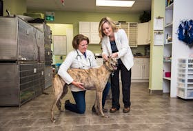 Dr. Courtney Sherlock, left, and Dr. Crystal Craig look after Ken at the East Hants Animal Hospital in Elmsdale. Contributed
