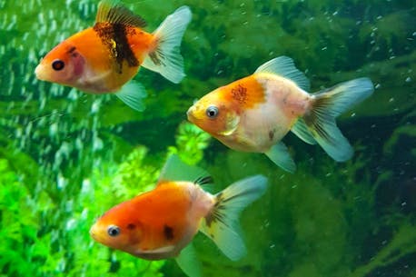 Don't want your goldfish anymore? Rehome it on Kijiji