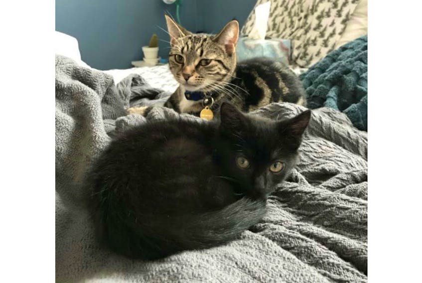 Jinx, the grey tabby, and Luna, the black kitten.