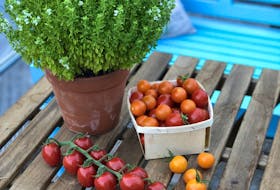 Cherry tomatoes are both easier and quicker to grow than large-fruited varieties. My favourites include sungold and rapunzel.