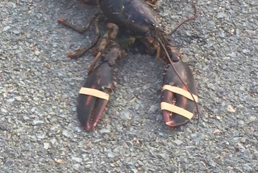 One of the banded lobsters thrown in front of fishermen's houses in Mushaboom on Monday.