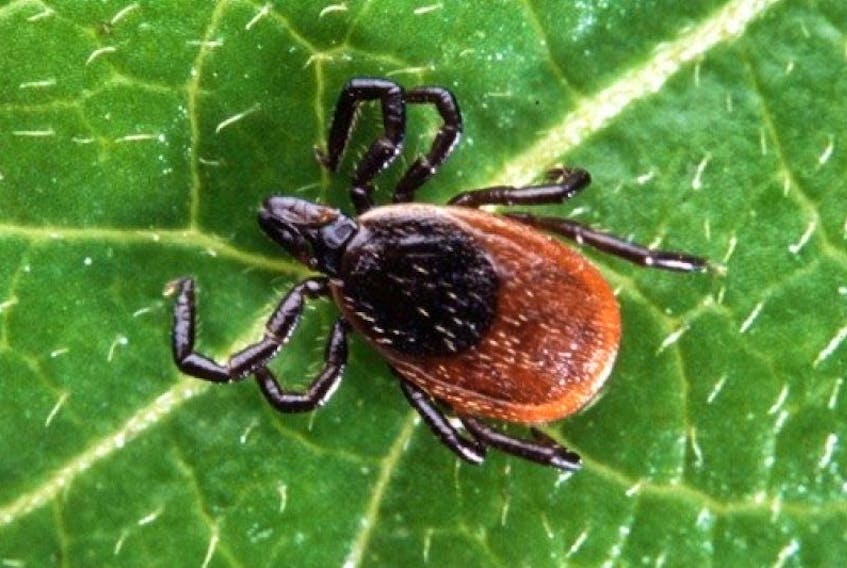 Health Canada is warning Canadians to be careful when purchasing tick repellents.