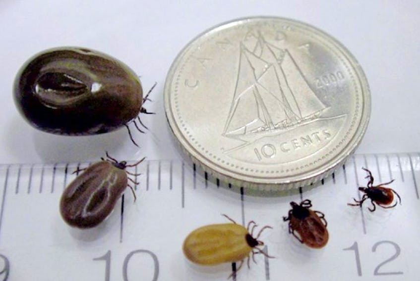 Female blacklegged ticks, shown for size comparison next to a Canadian dime, in various stages of feeding. SOURCE: ©All Rights Reserved.  Public Health Agency of Canada. Reproduced with permission from the Minister of Health, 2015.