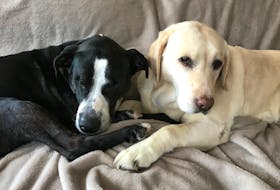 Sheena, left, and Porsche, both rescue dogs, will now be siblings forever in the Jessiman home. Sheena, who came to the Jessimans as a foster, has adopted the family as her own.