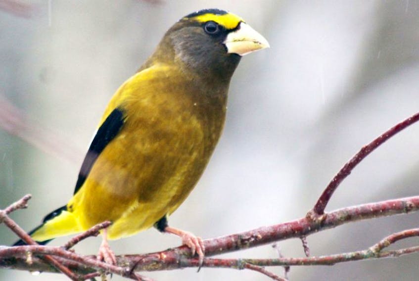 The numbers of evening grosbeaks spotted during local Christmas bird counts has decreased. At one time large flocks could be seen but only 14 grosbeaks were noted during the 2016 Truro count.