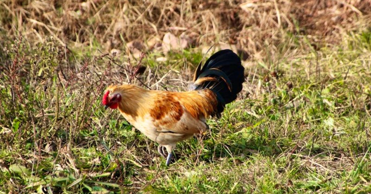 GRANDMA SAYS: When a rooster goes crowing to bed | SaltWire