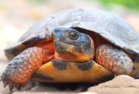 The wood turtle is getting some help from Nova Scotia farmers through a program that encourages management planning for their property.