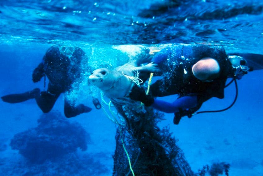 National Oceanic and Atmospheric Administration divers assist a seal tangled in debris. June 8 is World Oceans Day and everyone is encouraged to do whatever they can to keep trash out of the oceans.