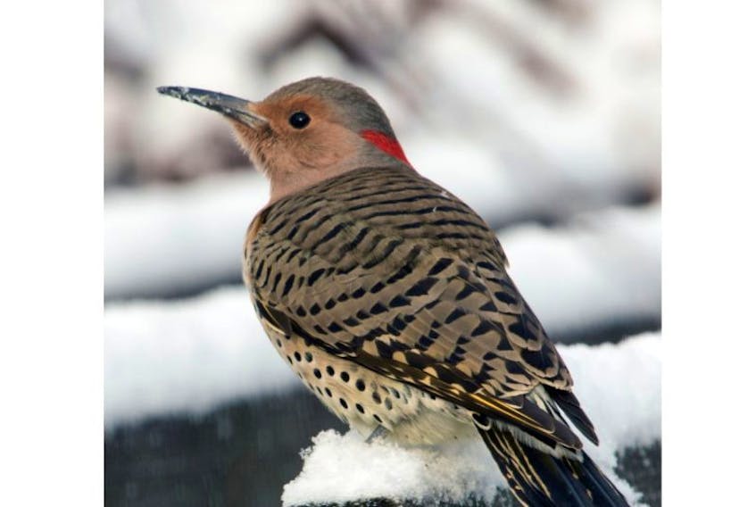 Two northern flickers were seen during the 2015 Truro area Christmas Bird Count.