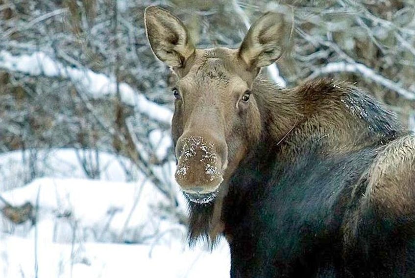 The Newfoundland Federation of Hunters and Anglers is calling on the government to conduct a moose population study and is circulating a petition. 