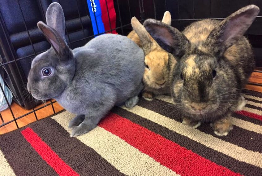 There are some adorable bunnies waiting for indoor homes.