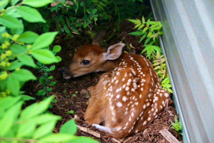 ["A fawn waiting for it's mother outside of a Truro home in 2016."]