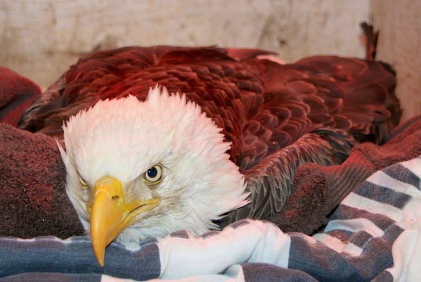 This eagle, suffering from high levels of lead poisoning, arrived at the Cobequid Wildlife Rehabilitation Centre Wednesday. Despite efforts to save him he died Thursday.