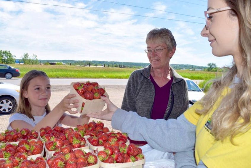 Madison Southan and her grandmother Betty Farrell of Brookside eagerly accept a box of freshly picked strawberries from Jeanne Rutledge at the Lorraine strawberry hut on Park Street Wednesday afternoon.