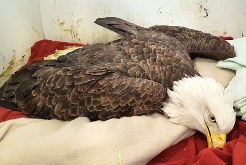 An eagle that arrived at the Cobequid Wildlife Rehabilitation Centre on Christmas Eve had such high levels of lead in her body she couldn’t be saved.