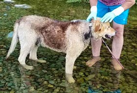 The elderly dog (pictured) was given a bath in a brook before the owner returned to retrieve it. Submitted
