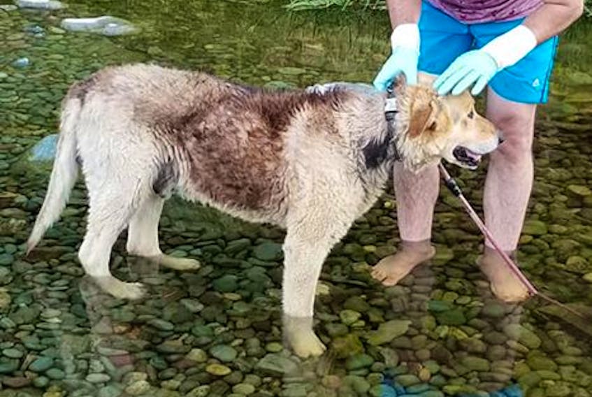 The elderly dog (pictured) was given a bath in a brook before the owner returned to retrieve it. Submitted