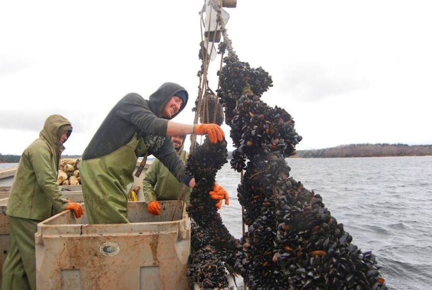Blue mussel farming on Prince Edward Island.