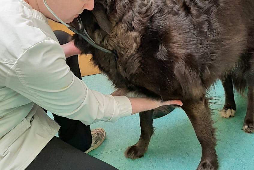 Kennel cough is a highly contagious, but often not serious, condition. Here, Dr. Kayla Collins of Central Nova Veterinary Hospital in Bible Hill performs a physical examination. CONTRIBUTED 

