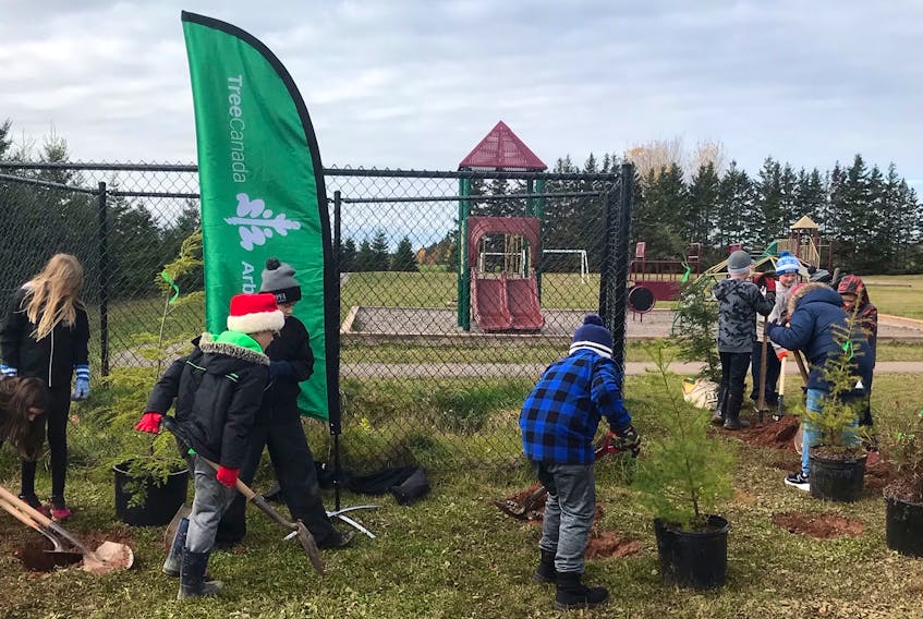 Students plant trees as part of a recent Tree Canada project at L.M. Montgomery Elementary School in Charlottetown. 