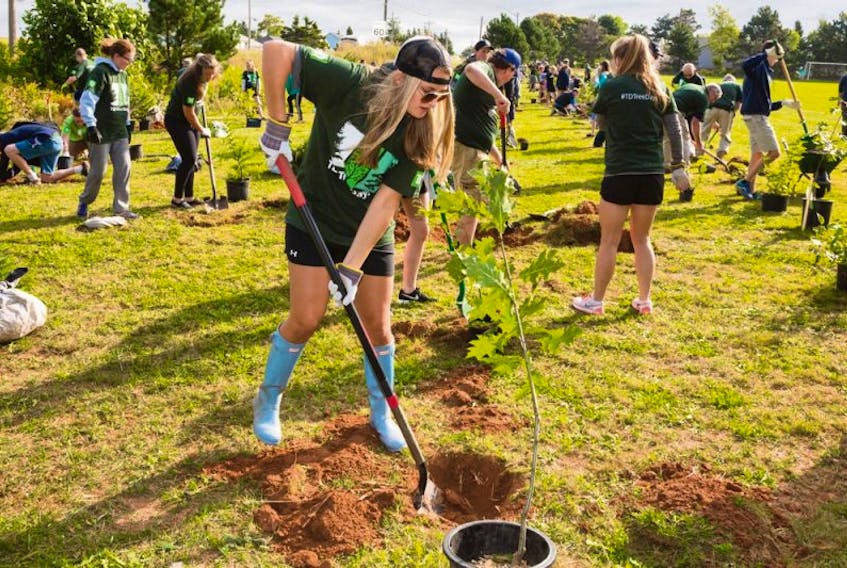 <p>Madison Vincent, Grade 12 student at Bluefield High School, plants a tree during the recent TD Bank Tree Day event at Eliot River Elementary School in Cornwall. Madison was one of 30 high school students helping with the tree planting. She is part of her school’s Leadership Program.</p>
<p>&nbsp;</p>