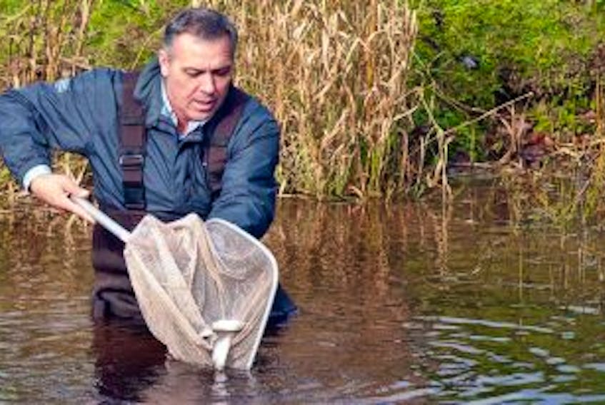 ['<p>Environment Minister Robert Mitchell participates in the stocking of 1,000 trout into the Barlow’s Pond in Wellington this week.</p>']