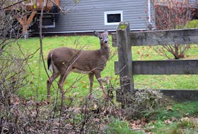 A deer on Robertson Crescent, near the Cobequid Trail, grazes casually and unconcerned about human proximity. The scene is played out too regularly around the community and has many concerned about different safety factors.   