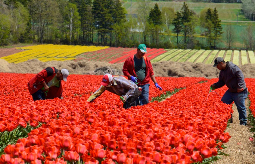 Showing their colours
Vanco Farms employees work on a field of tulips in Waterside on Thursday. They are looking for different colours and viruses. Those plants then get removed so the stock stays healthy. The 50 acres of fields are located on the Waterside Road near Pownal and the tulips can be seen from the Trans-Canada Highway. People are able to view the flowers from Waterside Road, but are reminded entering, walking or driving through the field is prohibited and the flowers cannot be picked. Bulbs are planted in the fall and then covered in straw to protect them from weather fluctuations. When the tulips are in bloom, the petals are removed to let energy of the plant feed back into the bulb. The plants are left for about six weeks, allowing the bulbs to grow and propagate. The bulbs are harvested in mid-July. The company uses the larger bulbs in its greenhouse production and for sales to the landscape trade. The smaller ones are kept for another growing cycle in the field. Vanco is the only farm growing field tulips for bulb production on the east coast of North America. There’s also a one-acre field at Belfast Tulips, which is opening today at 9 a.m. One half is a u-pick and the other half is for professional photos. There’s a $10 admission and the price for a full bucket is $25.
Jason Malloy/The Guardian
