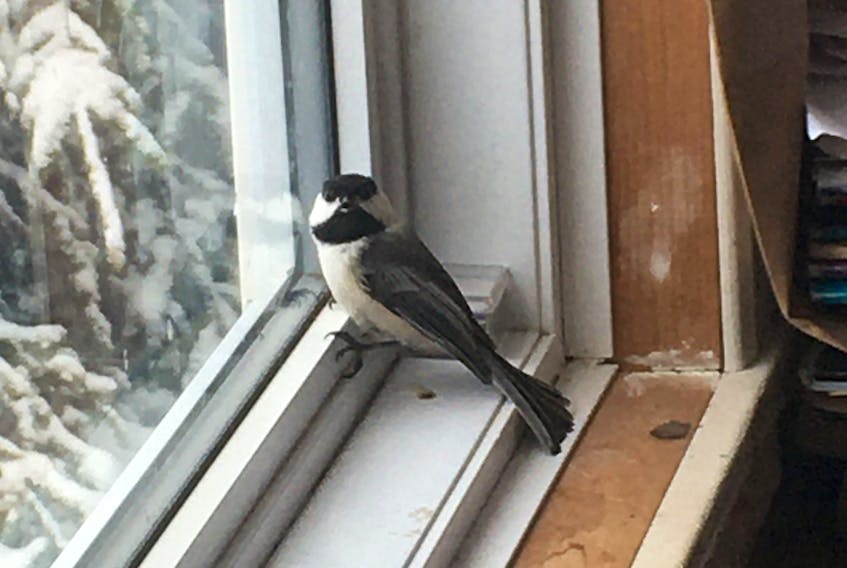 This black-capped chickadee unexpectedly became the first guest in two months at Post reporter Chris Connors’ home in Sydney when it entered through an open window Wednesday morning. The small bird flew around from room to room for about 10 minutes — with pet cat Winnie delightedly following every movement — before leaving through another window. Found throughout Canada, chickadees are typically year-round residents that frequently visit backyard feeders in winter. The chickadee makes at least 15 different calls, including the familiar “chickadee-dee-dee” that gives the bird its name. Chickadees also have remarkable memories and can remember where they cached food for at least 28 days after hiding it, according to the Canadian Wildlife Federation. Chris Connors/Cape Breton Post
