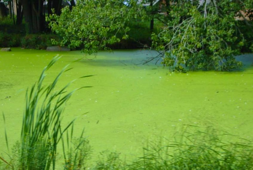 Tri Nguyen-Quang, an assistant professor and researcher at Dalhousie Agricultural College in Bible Hill, is studying unique phenomenon occurring in some waterways in Nova Scotia and beyond. This photo is of blue-green algae that discoloured a body of water in Digby. Submitted photo