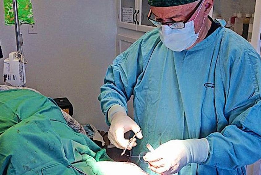 Dr. Ernie Prowse closes a canine orthopaedic surgery at the Amherst Veterinary Hospital. The hospital has been recognized by the American Animal Hospital Association with a gold standard.