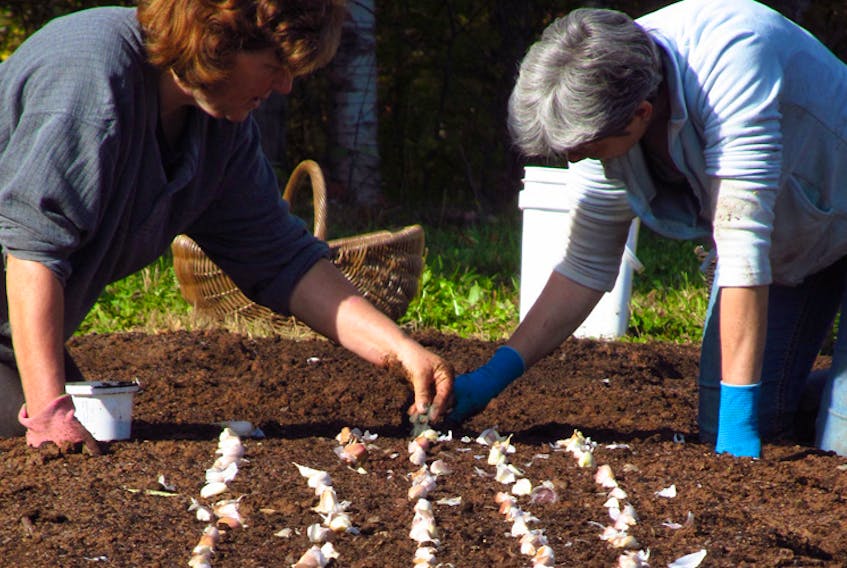 Marilyn Cameron, left, gets some help planting garlic at Hawthorn Hill Farm in Grafton.