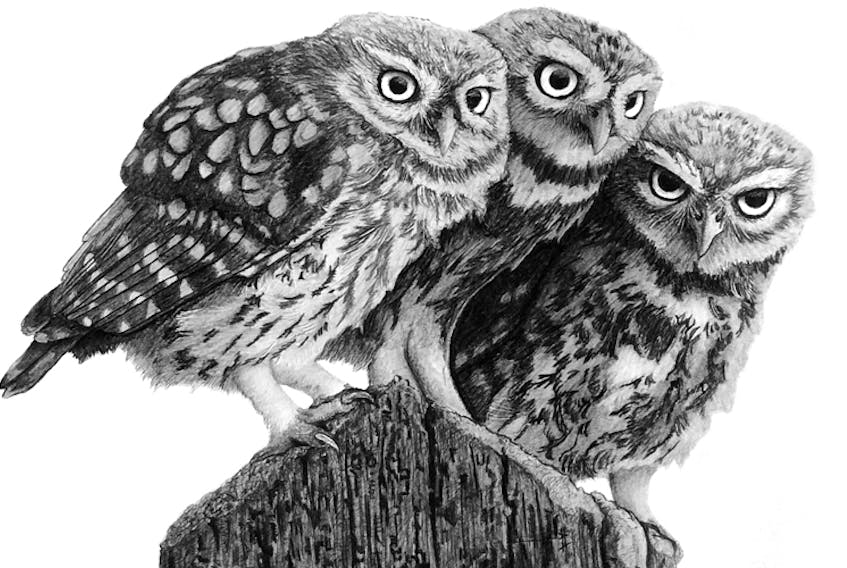 Quinlan Smith’s graphite drawings of wildlife capture subtle details in the faces of animals, especially around the eyes.