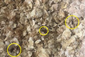 A photo taken from video that Joanne MacIsaac of New Waterford said her family captured after opening a package of Quaker Instant Oatmeal to discover hundreds of bugs crawling through the oats. CONTRIBUTED 