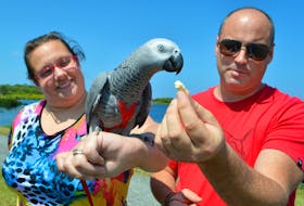 Nicole Campbell and her husband Joel Campbell on an outing with their Congo African gray parrot Gabby at the John Bernard Croak Memorial Park in Glace Bay. The couple take Gabby with them wherever they go and the bird has been building a fan base in the Cape Breton Regional Municipality and on social media. Sharon Montgomery-Dupe/Cape Breton Post

