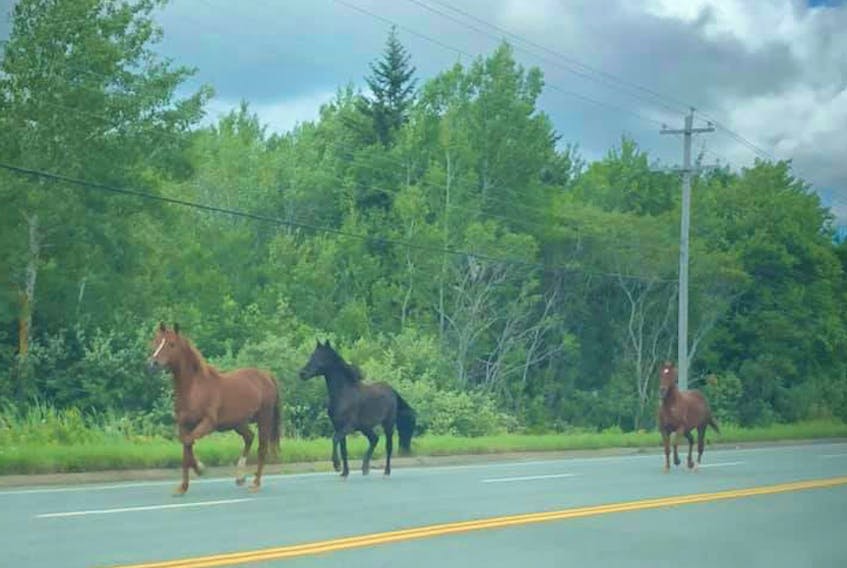 Three horses trotting down Grand Lake Road in Sydney together Wednesday afternoon created quite a shock for motorists.  SUBMITTED PHOTO/Dominique Ryan