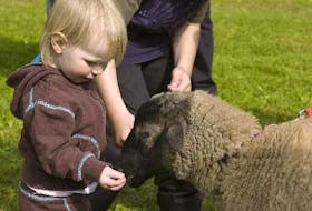 FILE PHOTO: Anna McAndrew gets to know a sheep up close and personal when she and her mom and dad, Marcia and Anthony, visited the Green Valley Market in Milton Sunday during the annual Open Farm Day.