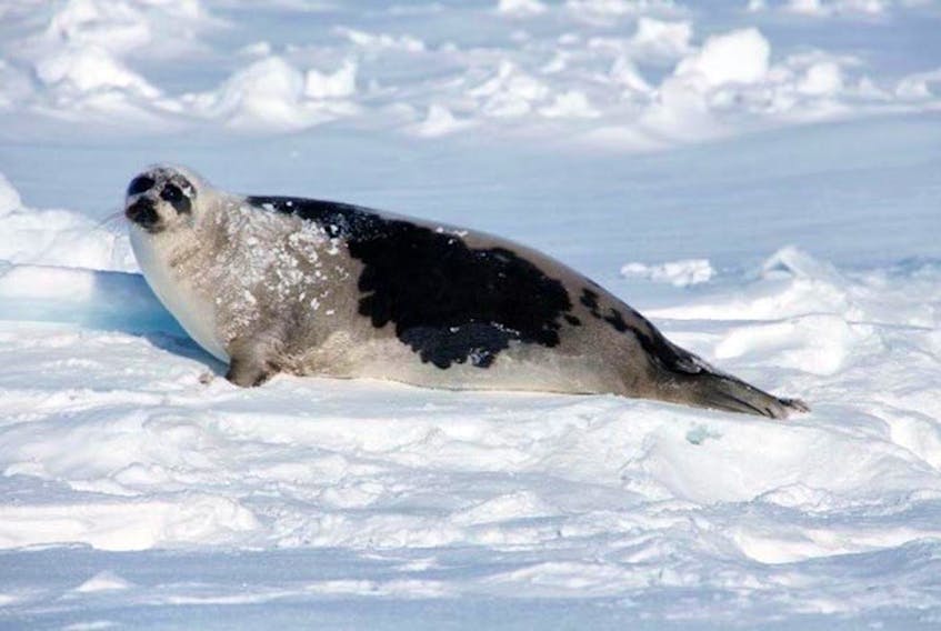 An adult harp seal. DFO photo