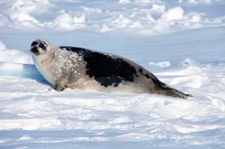 DFO rejects Humane Society’s call to shut down harp seal hunt