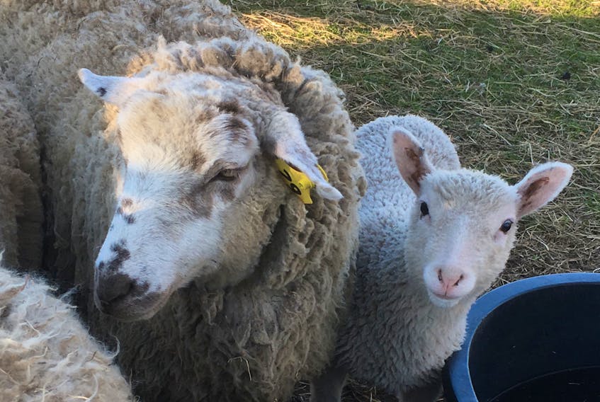 Some of Krista Harding’s flock of sheep in Lunenburg, N.S.