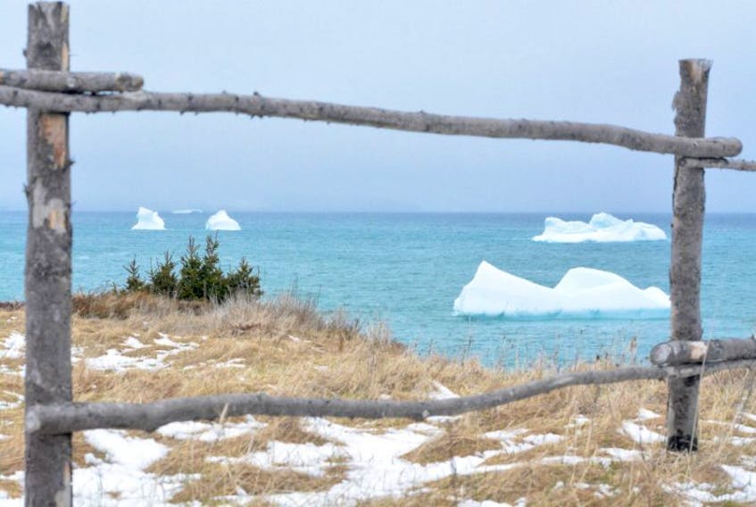 Five icebergs float freely in the cove of Western Bay.
