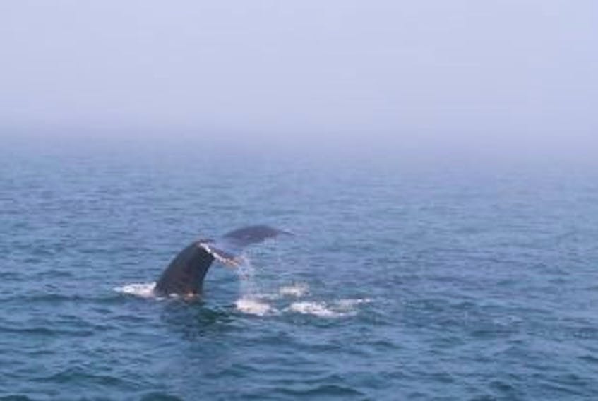 ['A humpback in the Bay of Fundy off Brier Island.']