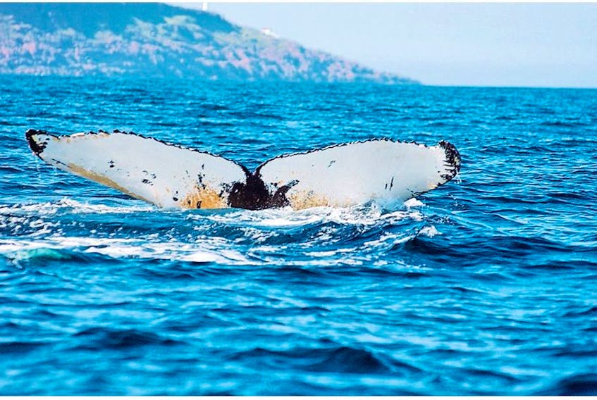 This picture of a humpback fluke was taken by Fisheries and Oceans Canada. 