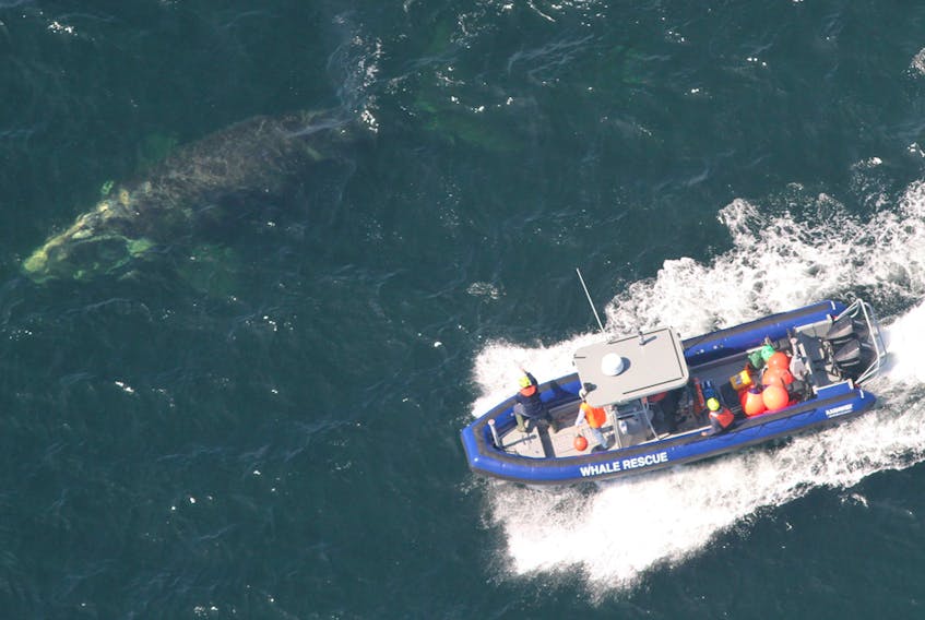 Members of the Campobello Whale Rescue Team attempt to disentangle a right whale off the coast of New Brunswick. 