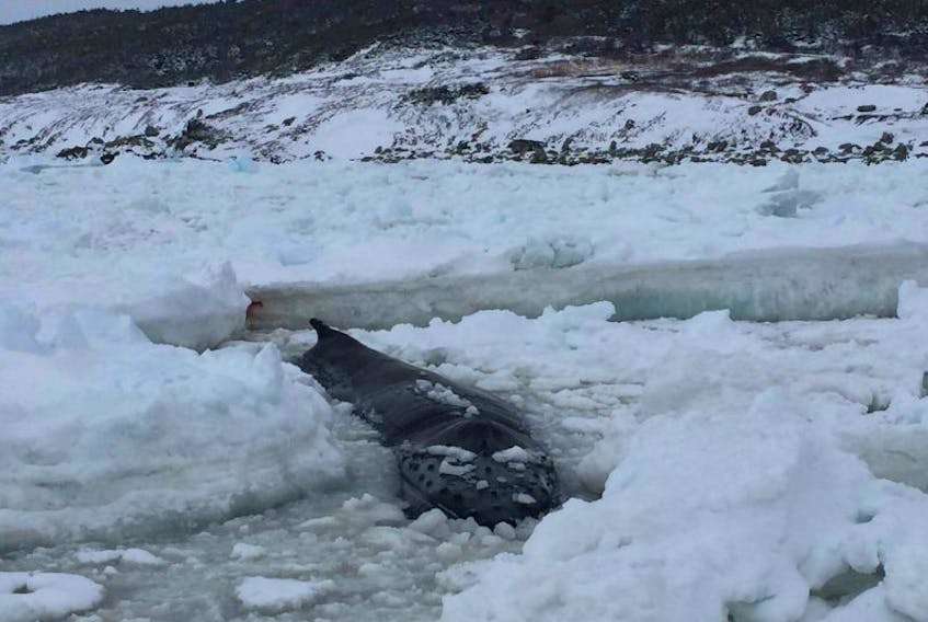 A humpback whale has been stranded in Cook's Cove since Friday, trapped by the pack ice. — Submitted photo courtesy of Whale Release and Strandings