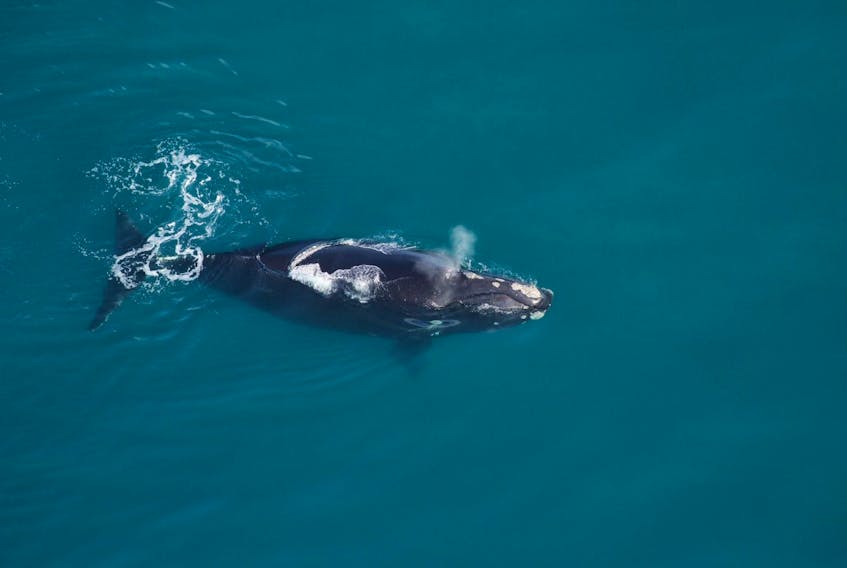 The first North Atlantic right whale baby of the 2019-2020 calving season was spotted off the coast of Georgia this week. - Clearwater Marine Aquarium under NOAA permit # 20556-01