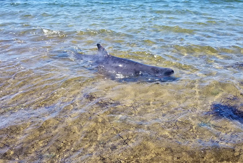 A dwarf sperm whale stranded itself on a beach in Lower East Chezzetcook on Wednesday morning. - Marine Animal Response Society