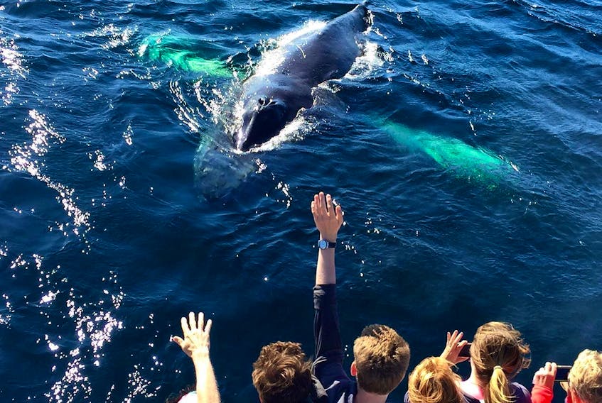 There will be less crowding compared to previous years when boat tour operators get moving next month. — O'BRIEN'S WHALE AND BIRD TOURS FACEBOOK PHOTO