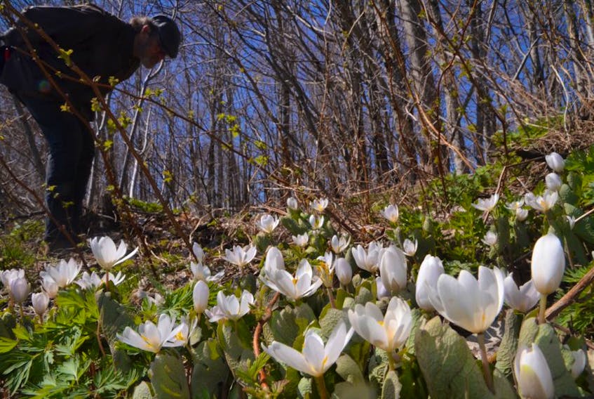 Wildflowers are blooming in our old forests. Bruce Partridge surveys a patch of blood root in Antigonish County on Tuesday.