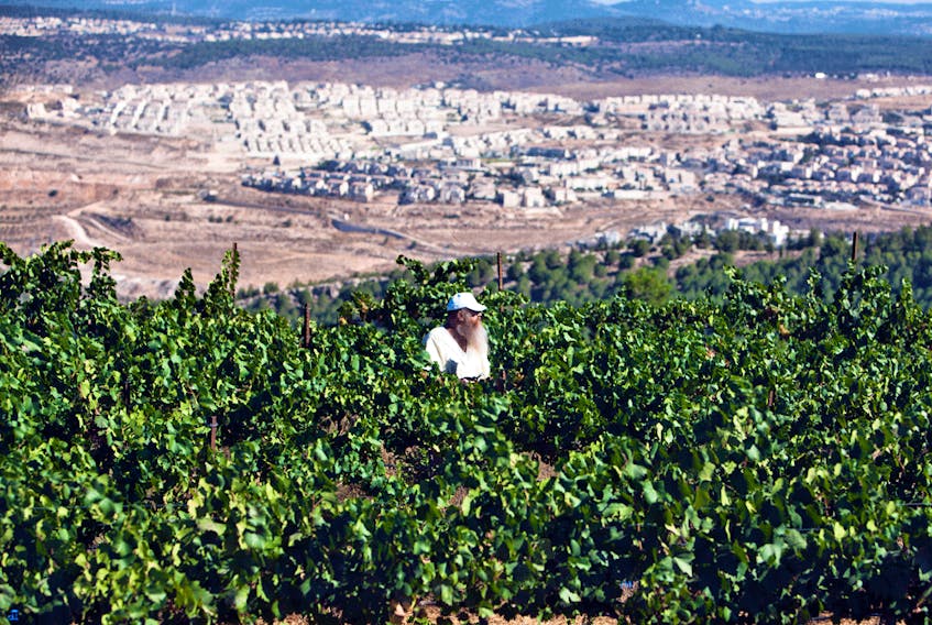A vineyard near the West Bank Jewish settlement of Bat Ayin, south of Bethlehem. Complainant David Kattenburg argued that labelling settlement wines as products of Israel “facilitates Israel’s de facto annexation of large portions of the West Bank.”